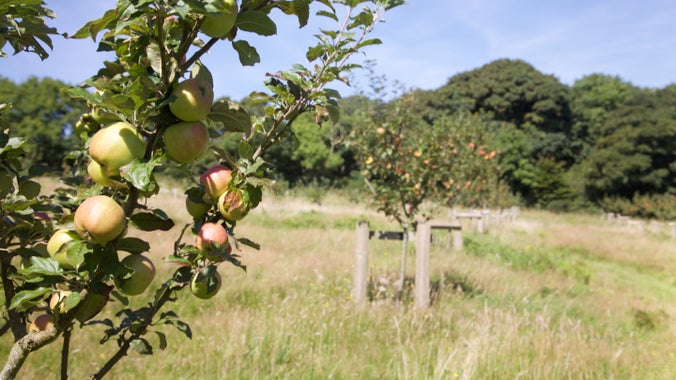Close-up of apple tree branches at Plas yn Rhiw with woodland in the background on the Llŷn Peninsula, Wales